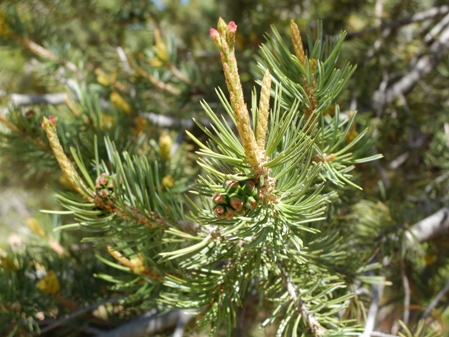 Pinus edulis